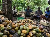 Grenada Chocolate Industry