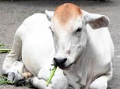 Dental Hygiene ஆலும் வேலும் பல்லுக்கு உறுதி