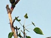 Coppersmith Barbets அடுத்தாத்து அம்புஜத்தை பாத்தேளா