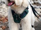 Dogs Maltese ‘cynophobia’