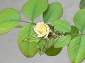 பட்டு வண்ண ரோசாவாம்; பார்த்த கண்ணு மூடாதாம்