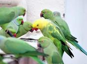Yellow Parrot பச்சைக்கிளி முத்துச்சரம்