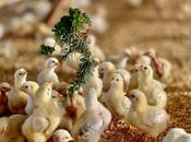 Global Poultry Market Estimated Witness High Growth Owing Increasing Consumption Products Rising Demand Organic Antibiotic-Free Chicken
