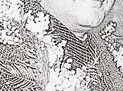 Real Hero Nation Nethaji This ?!?!?!?