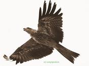 Soaring High உயரப் பறந்தாலும்! ரஜினி சொன்ன கழுகு காக்கை