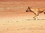 Open Letter: Public Policy South Australia Regarding Dingoes