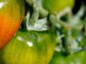 Secrets Growing High Yield Tomato Plants