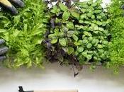 Microgreens: Tiny Greens with Flavor Nutrition