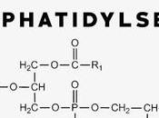 Global Phosphatidylserine Market Estimated Witness High Growth Owing Increasing Demand Cognitive Health Supplements