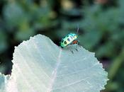 Green Beetle பொன் வண்டு