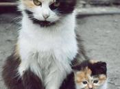 Cuteness Comes Pairs!