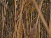 Reeds, Focal Plane, Foto