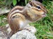 Little Squirrel Lord Rama.