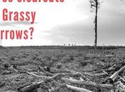 Grassy Narrows Logging Plan Approved