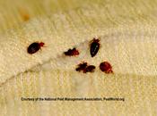 Bugs Likely Survive Extreme Cold.