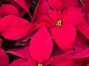 Wonderful Poinsettias