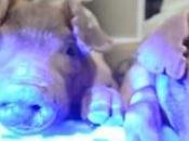Scientists Breed Glow Dark Pigs Flying Coming Soon?