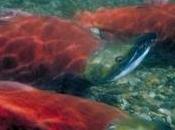 Video: Yakama Nation’s Work Bring Back Salmon Read