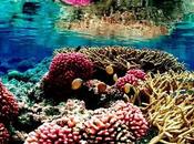 Worlds Most Beautiful Coral Reefs