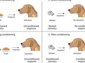 What Unconditioned Stimulus Psychology? Understanding Definition Significance Behavioral Research