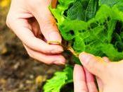 Cultivating Greenery: Tried-and-True Gardening Tips Beginners Pros