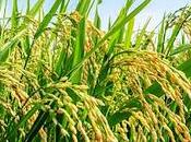 Father Green REvolution Ensured Food Plates Swaminathan More