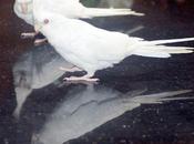 Beautiful Cockatiel நான் வந்தேன்