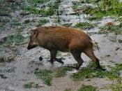 Pulau Ubin Wildlife: About Flora Fauna Singapore!