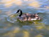 Canada Goose பொன் முட்டையிடும் வாத்து