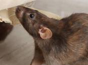 Unveiling Intriguing Secrets: Sneaky Ways Mice Invade Your Home