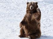Planning ‘Fat Bear Winter’? into Your Inner Grizzly Embrace Weight Loss Trend