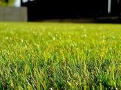 Ways Make Your Lawn More Beautiful