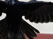 Crow Flies காக்கை சிறகினிலே நந்தலாலா