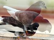 Double Exposure Design, Accidental