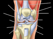 Knee Pain Location Chart: Know What Your Means