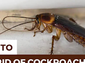 Cockroaches?