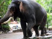 Majestic Kombans Guruvayur