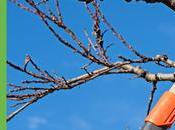 Pruning Your Trees Shrubs Winter