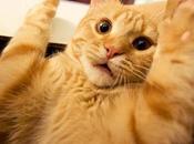 World’s Best Images Surprised Cats