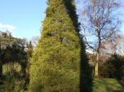 Juniperus Chinensis