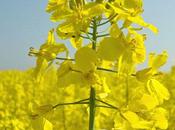 NEWS FLASH LIBERATOR (free Planet Novel First Draft Complete.