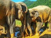 Trip Thailand Defending Asian Elephants