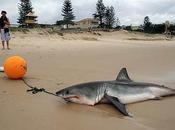 Australian Enviros Sabotage Shark Traps