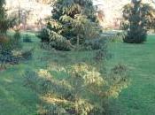 Picea Mariana