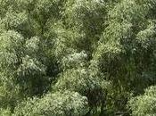 Gene Discovery Will Help Grow Willow Biomass