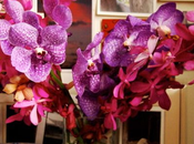 Radiant Orchid Iris