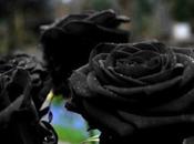 Creation: Black Rose