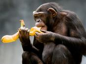 Monkeys Longer Have Bananas