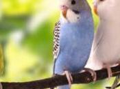 Love Birds Price India: Finding Your Perfect Feathered Companion