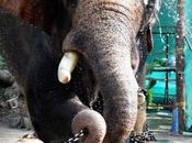 Tusker Dance Guruvayur